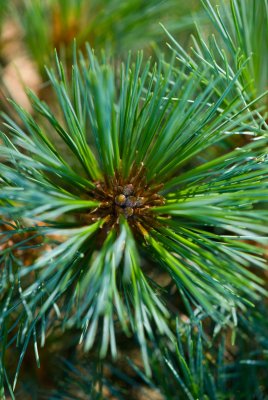 Pinus wallichiana - borovice himalájská - pupen